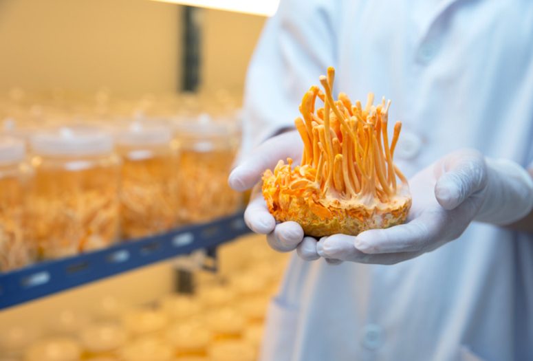 Mushroom Supplements In A Lab